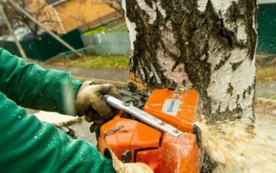 Спил и вырубка деревьев - Ставрополь, цены, предложения специалистов