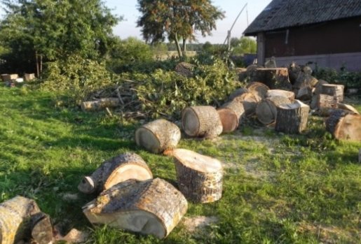 Спил и вырубка деревьев - быстро, качественно стоимость услуг и где заказать - Ставрополь