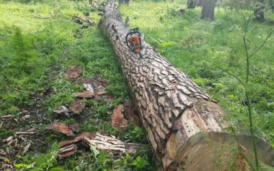 Спил и вырубка деревьев, корчевание пней - Пятигорск, цены, предложения специалистов