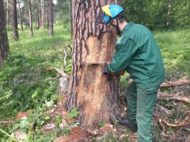 Спил и вырубка деревьев, кронирование, удаление старых деревьев стоимость услуг и где заказать - Ставрополь