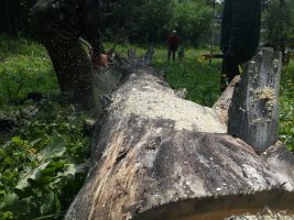Спил и вырубка деревьев, корчевание пней стоимость услуг и где заказать - Пятигорск